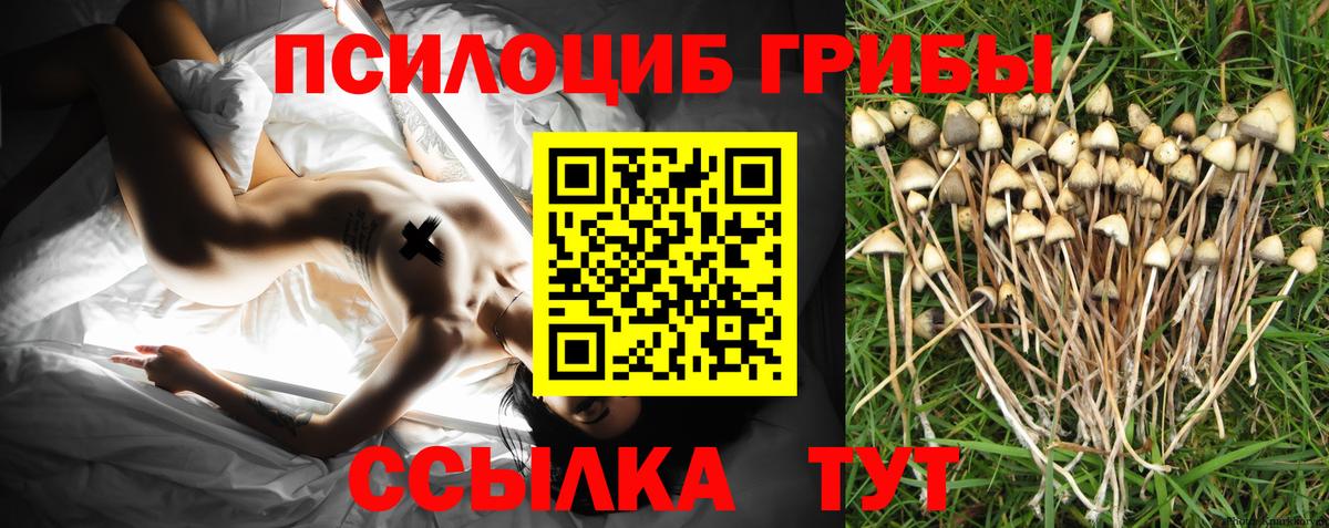 Псилоцибиновые грибы GOLDEN TEACHER  Вход с VPN  Псилоцибиновые грибы GOLDEN TEACHER  Сургут 